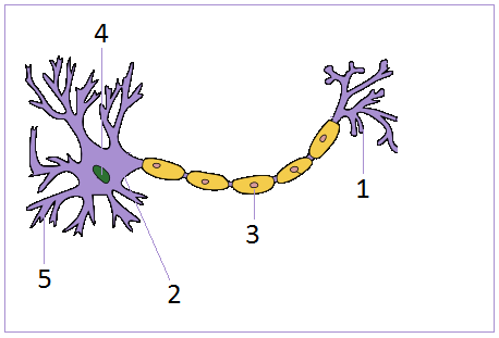     - Quiz